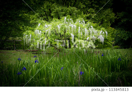 雨の古代の森に咲き乱れる春の花藤の絶景 113845813