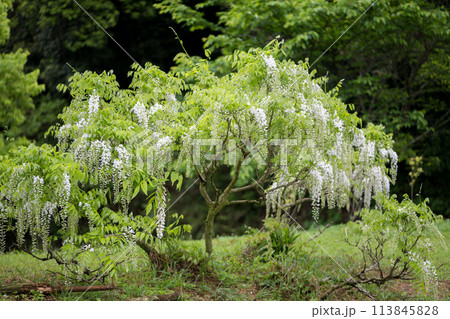 雨の古代の森に咲き乱れる春の花藤の絶景 雨の古代の森に咲き乱れる春の花藤の絶景 113845828