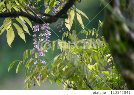 雨の古代の森に咲き乱れる春の花藤の絶景 113845841