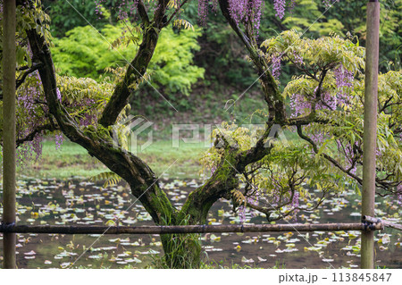 雨の古代の森に咲き乱れる春の花藤の絶景 113845847