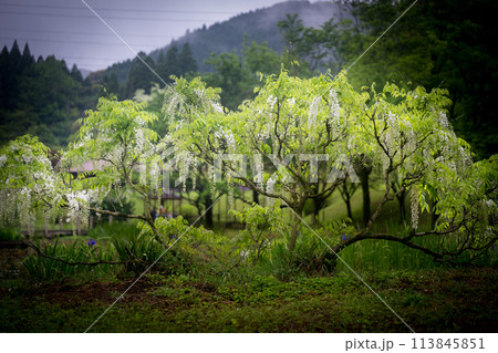 雨の古代の森に咲き乱れる春の花藤の絶景 雨の古代の森に咲き乱れる春の花藤の絶景 113845851