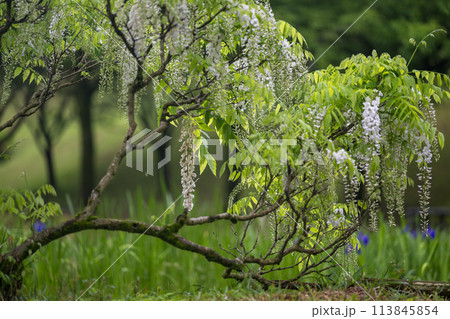 雨の古代の森に咲き乱れる春の花藤の絶景 113845854