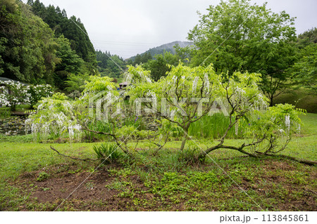 雨の古代の森に咲き乱れる春の花藤の絶景 雨の古代の森に咲き乱れる春の花藤の絶景 113845861