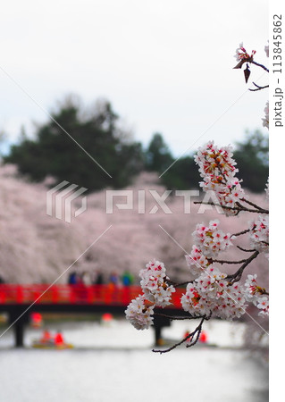 弘前公園の満開の桜の絶景 113845862