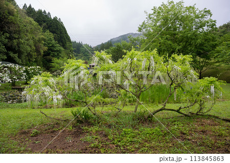 雨の古代の森に咲き乱れる春の花藤の絶景 113845863