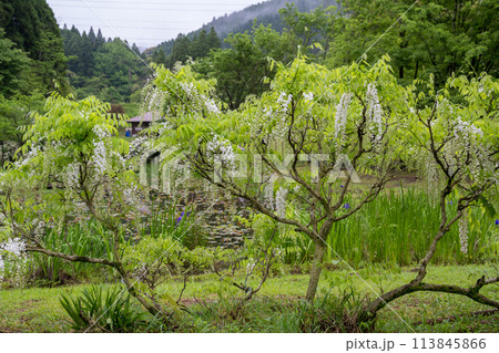 雨の古代の森に咲き乱れる春の花藤の絶景 雨の古代の森に咲き乱れる春の花藤の絶景 113845866
