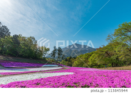 秩父・羊山公園の芝桜と武甲山 113845944