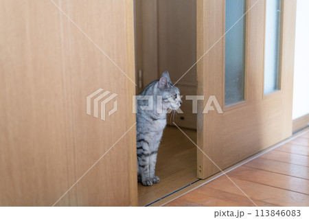 扉の前で座っている猫 サバトラ猫 扉の前で座っている猫 サバトラ猫 113846083