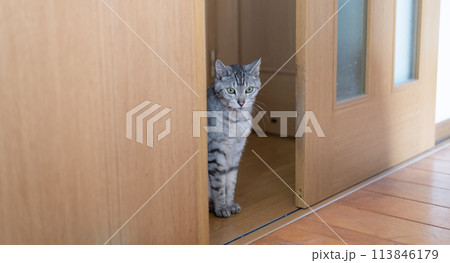 扉の前で座っている猫 サバトラ猫 扉の前で座っている猫 サバトラ猫 113846179