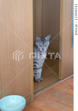扉の前で座っている猫 サバトラ猫 扉の前で座っている猫 サバトラ猫 113846181