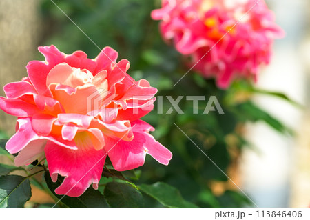 美しい自然光芒に映えるバラの花【ピンクレディラッフル】　クローズアップ撮影（はな阿蘇美）) 113846406