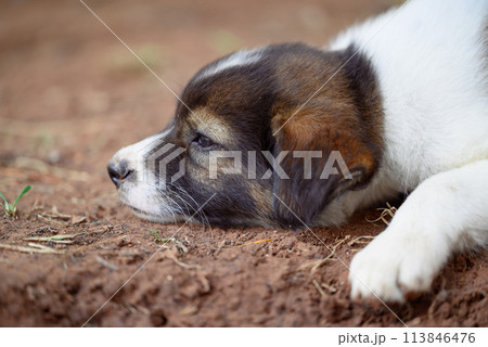 Brown white puppy lying on the ground in summer season, Thailand 113846476