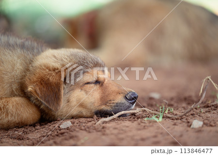 Brown puppy sleeping on the ground in summer season, Thailand 113846477