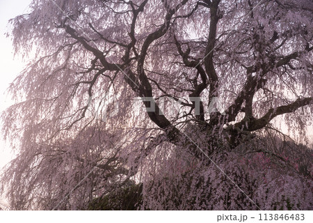 朝陽に照らされた美しい桜 又兵衛桜 朝陽に照らされた美しい桜 又兵衛桜 113846483
