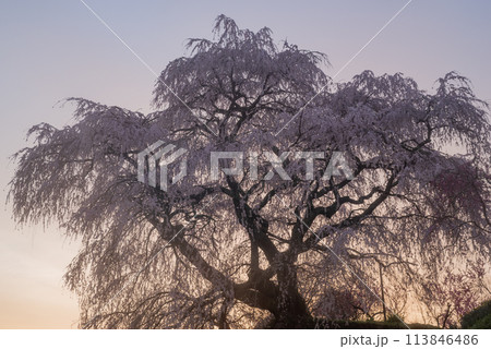朝陽に照らされた美しい桜　又兵衛桜 113846486