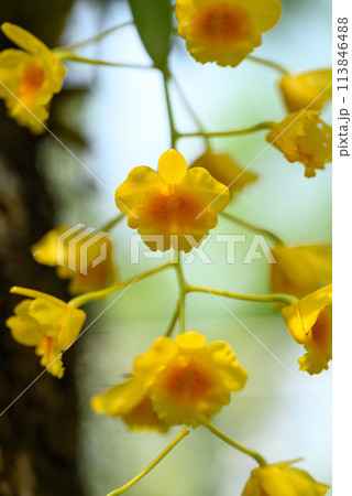 Yellow orchid flower (Dendrobium chrysotoxum) blooming in summer season, Thailand 113846488