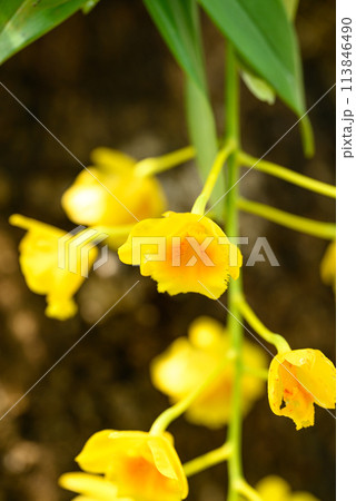 Yellow orchid flower (Dendrobium chrysotoxum) blooming in summer season, Thailand 113846490