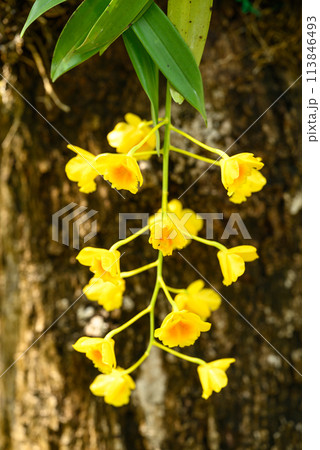 Yellow orchid flower (Dendrobium chrysotoxum) blooming in summer season, Thailand Yellow orchid flower (Dendrobium chrysotoxum) blooming in summer season, Thailand 113846493