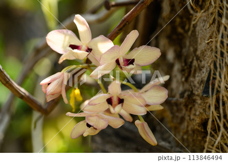 Orchid flower (Dendrobium pulchellum) blooming in summer season, Thailand Orchid flower (Dendrobium pulchellum) blooming in summer season, Thailand 113846494
