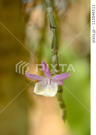 Orchid flower (Dendrobium polyanthum) blooming in summer season, Thailand 113846511