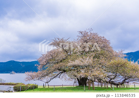 《神奈川県》芦ノ湖・箱根園・湖畔の一本桜 《神奈川県》芦ノ湖・箱根園・湖畔の一本桜 113846535