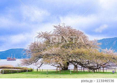 《神奈川県》芦ノ湖・箱根園・湖畔の一本桜 113846536