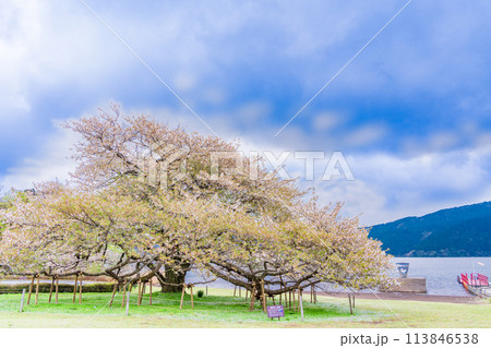 《神奈川県》芦ノ湖・箱根園・湖畔の一本桜 113846538