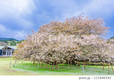 《神奈川県》芦ノ湖・箱根園・湖畔の一本桜 113846593