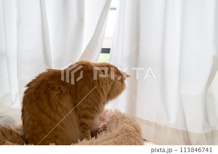 室内から外を眺める猫　茶トラ猫 113846741