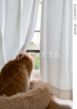 室内から外を眺める猫 茶トラ猫 室内から外を眺める猫 茶トラ猫 113846743