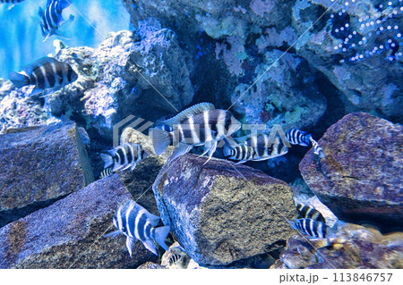箱根水族館 113846757