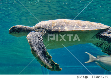 箱根水族館のウミガメ 箱根水族館のウミガメ 113846759