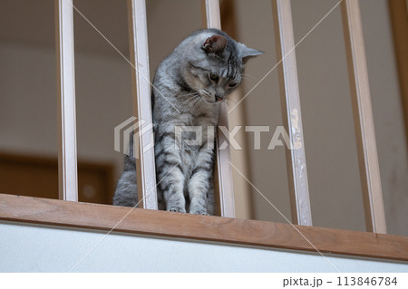 手すりの隙間から顔を出す猫　サバトラ猫 113846784