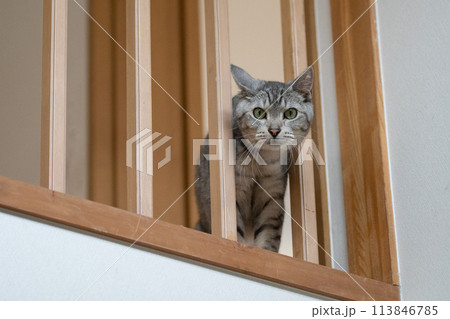 手すりの隙間から顔を出す猫 サバトラ猫 手すりの隙間から顔を出す猫 サバトラ猫 113846785