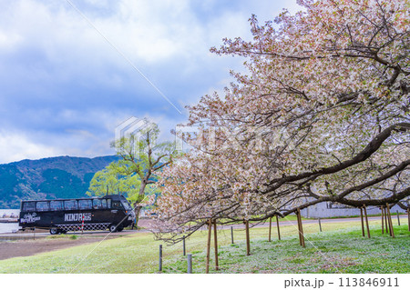 《神奈川県》芦ノ湖・箱根園・湖畔の一本桜と水陸両用バス 113846911