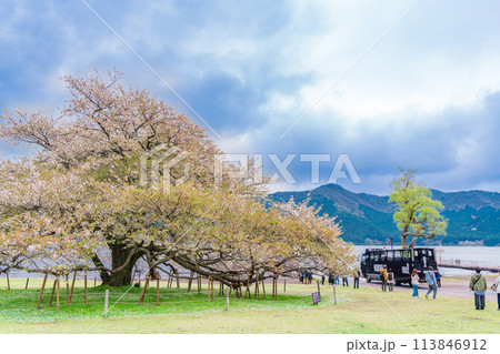 《神奈川県》芦ノ湖・箱根園・湖畔の一本桜と水陸両用バスを見る観光客 《神奈川県》芦ノ湖・箱根園・湖畔の一本桜と水陸両用バスを見る観光客 113846912