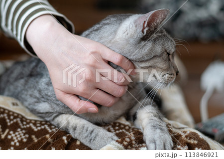 猫を撫でる サバトラ猫 猫を撫でる サバトラ猫 113846921