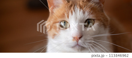 見つめる猫　茶トラ白 113846962