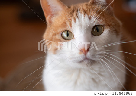 見つめる猫　茶トラ白 113846963