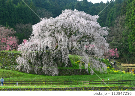 伝説の巨木 奈良県宇陀市にある又兵衛桜 伝説の巨木 奈良県宇陀市にある又兵衛桜 113847256