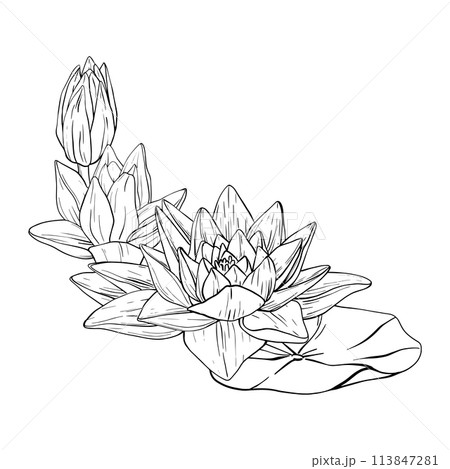 Lotus Flowers with leaves Sketch. Black outline vector illustration painted by black inks. Hand drawn Etched Line pattern with blooming waterlily for decor, wallpaper, poster, banner, card Lotus Flowers with leaves Sketch. Black outline vector illustration painted by black inks. Hand drawn Etched Line pattern with blooming waterlily for decor, wallpaper, poster, banner, card 113847281