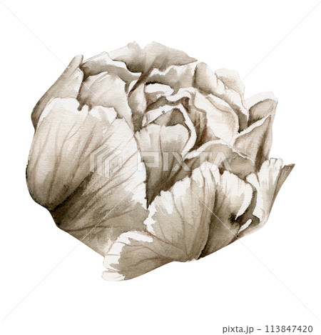 Hand drawn watercolor grisaille monochrome peony, tulip, ranunculus flowers. Single element isolated on white background. Design for invitations, wedding or greeting cards, floral shop, print, textile 113847420
