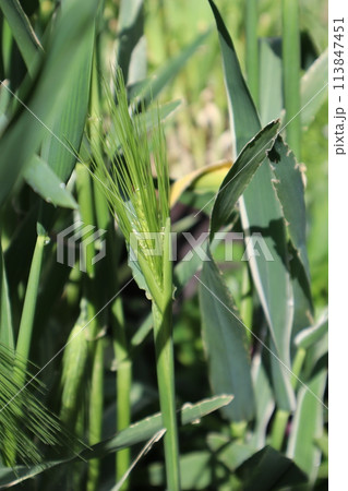 種から育てた観賞用麦 113847451