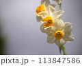 白い水仙 113847586
