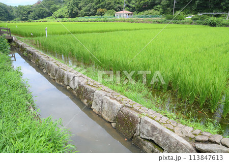 寺家ふるさと村　初夏 113847613