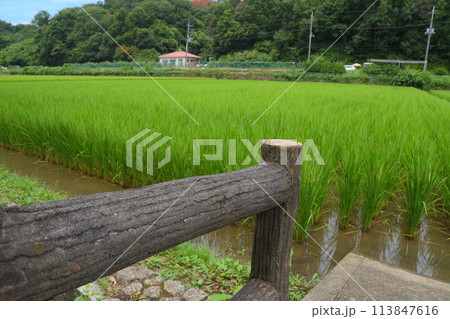 寺家ふるさと村　初夏 113847616