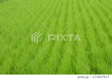 寺家ふるさと村　初夏 113847617