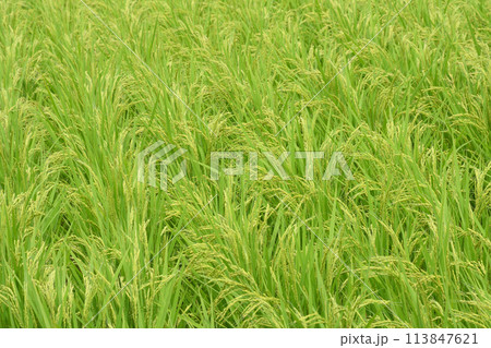 寺家ふるさと村　初夏 113847621