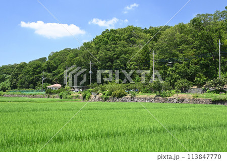 寺家ふるさと村　初夏 113847770