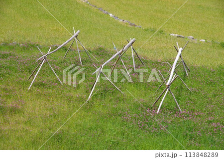 稲掛けをするための木の棒 113848289
